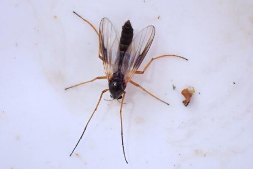 Demeijerea rufipes